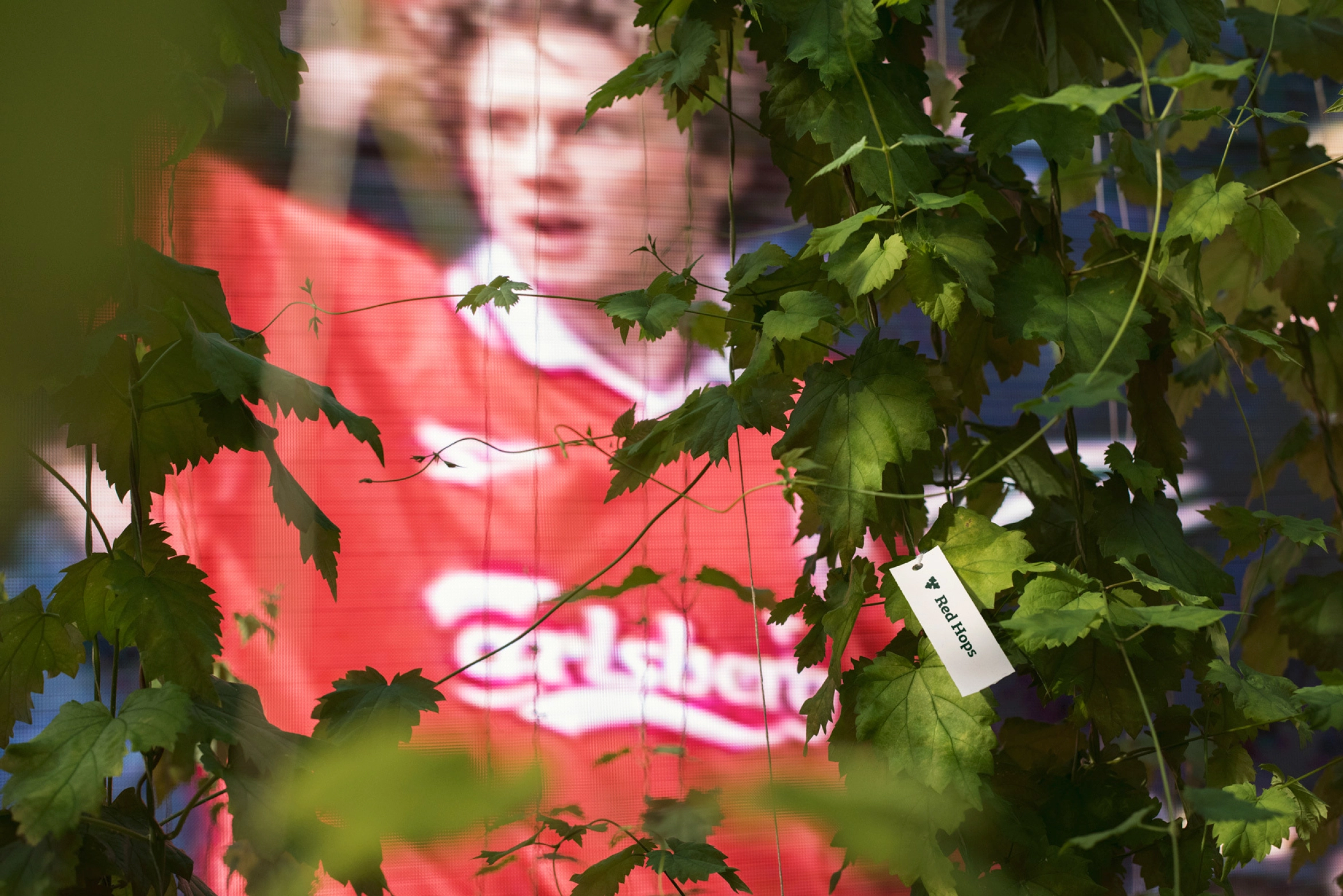 Liverpool Red Hops